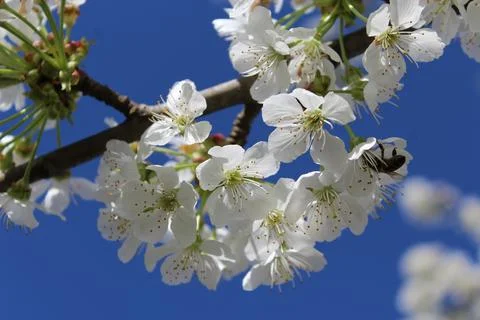 Cherry blossom Stock-Fotos
