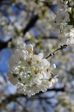 Cherry blossom Stock-Fotos