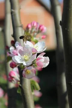 Cherry blossom Stock-Fotos