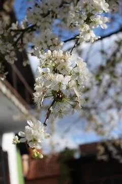 Cherry blossom Stock-Fotos