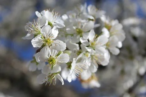 Cherry blossom Stock-Fotos