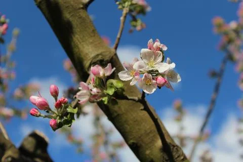 Cherry blossom Stock-Fotos
