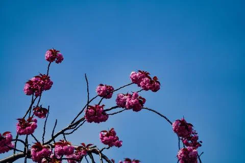 Cherry Blossom Stock Photos