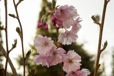 Cherry blossom Photos