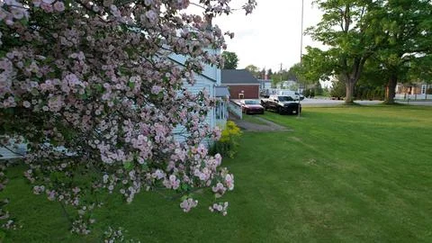 Cherry Blossom Stock Photos