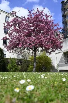Cherry blossom Stock Photos