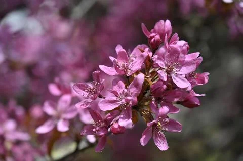 Cherry blossom Stock Photos