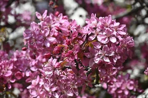Cherry blossom Stock Photos