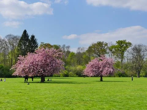 Cherry blossom Stock Photos