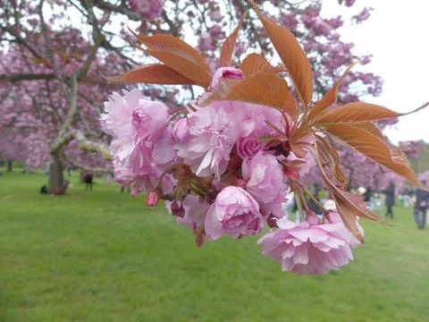 Cherry blossom Stock Photos