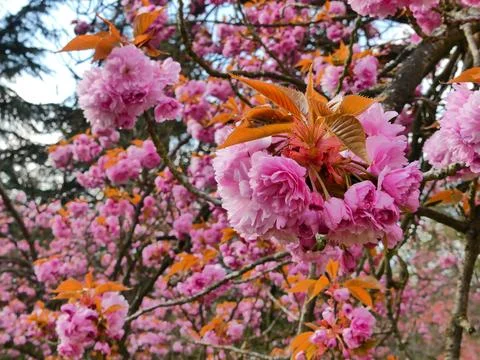 Cherry blossom Stock Photos