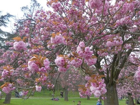 Cherry blossom Stock Photos