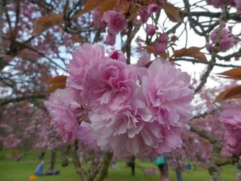 Cherry blossom Stock Photos