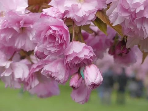 Cherry blossom Stock Photos
