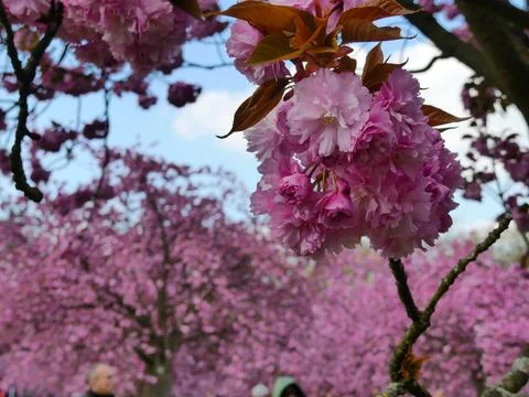 Cherry blossom Stock Photos