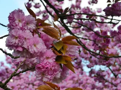 Cherry blossom Stock Photos