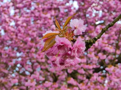 Cherry blossom Stock Photos
