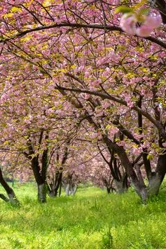 Cherry blossom Stock Photos