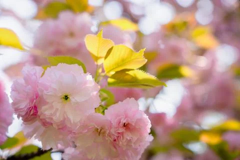 Cherry blossom Stock Photos