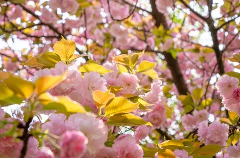 Cherry blossom Stock Photos