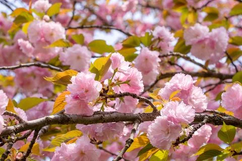 Cherry blossom Stock Photos