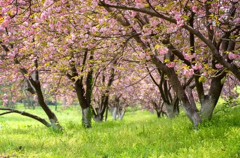 Cherry blossom Stock Photos