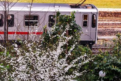 Cherry blossom Stock Photos
