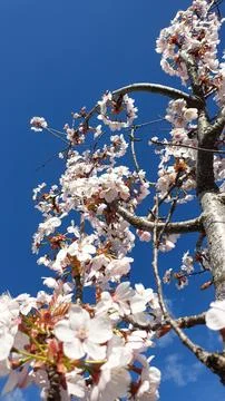 Cherry blossom Stock Photos