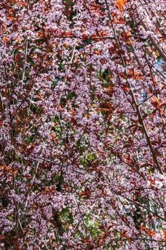 Cherry blossom 写真素材