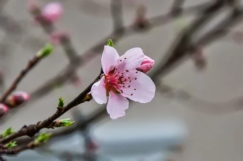 Cherry Blossom Stock Photos