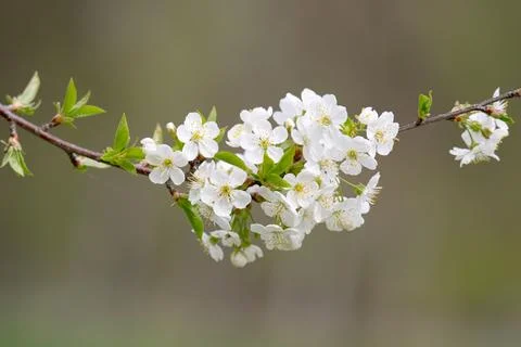 Cherry blossom Stock Photos