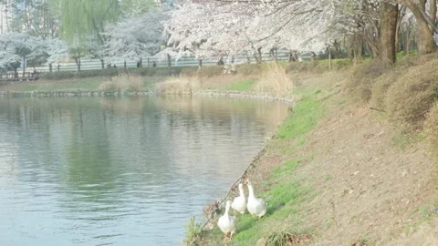 Cherry Blossom Pond - Tree Reflections - South Korea Stock Footage 345417427