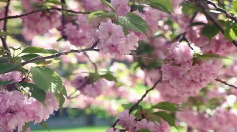 Cherry Blossom Rack Composition #2 Stock Footage 24369391