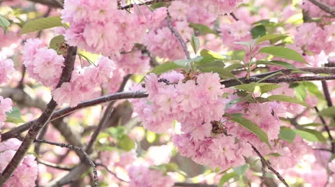 Cherry Blossom Rack Focus Composition 3 Stock Footage 24368644