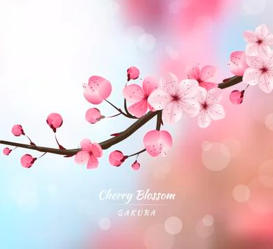 Cherry blossom realistic vector, blur background Stock Illustration