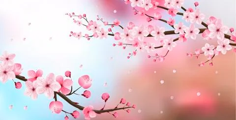 Cherry blossom realistic vector, blur background Stock Illustration