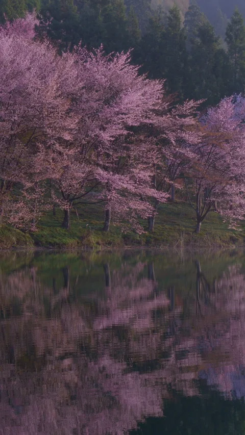 Cherry Blossom Reflection on Dark Still Water Vertical Video 库存影片 346192676