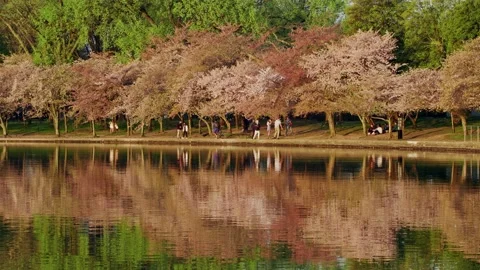 Cherry Blossom Reflection In Tidal Basin, Washington DC Stock Footage 151889335