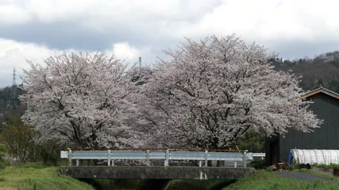 Cherry Blossom At A River Stock Footage 130338227