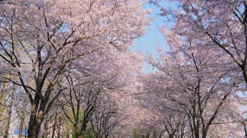 Cherry blossom road in full bloom and there are no people. Seoul South Korea Vídeos de archivo 264152138