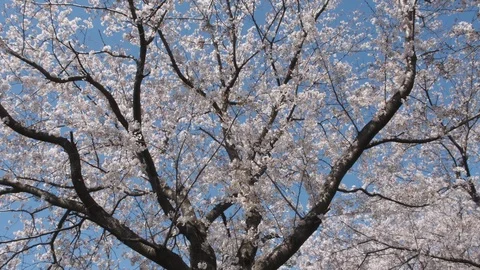 Cherry Blossom In Saitama Stock Footage 107185331