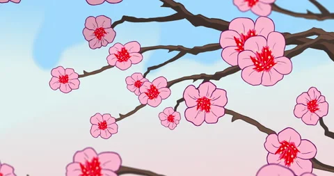 Cherry blossom sakura branches on the clear sky background Stock Footage 243219055