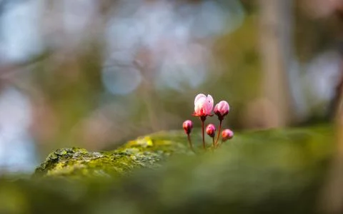 Cherry blossom (sakura flowers) Stock Photos