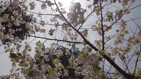 Cherry blossom. Sakura Stock Footage 124982296