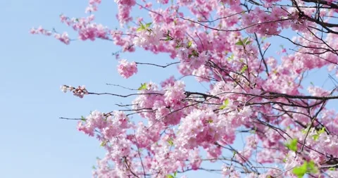 Cherry Blossom - Sakura Video stock 151972020