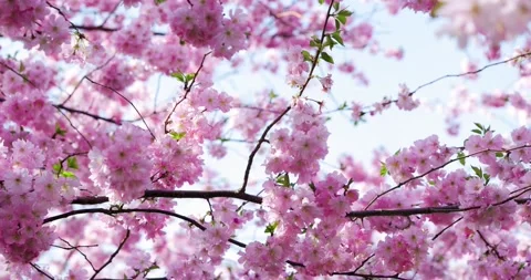 Cherry Blossom - Sakura Video stock 151972032