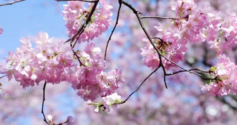 Cherry Blossom - Sakura Stock Footage