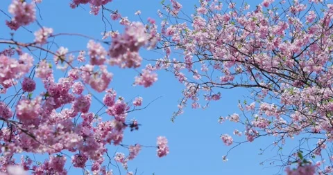 Cherry Blossom - Sakura Video stock 151972097