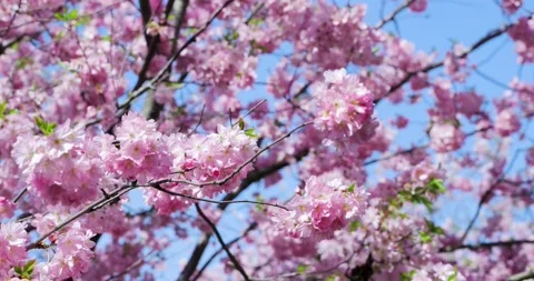 Cherry Blossom - Sakura Video stock 151972118