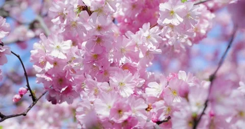 Cherry Blossom - Sakura Video stock 151972170